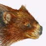 wombat1