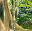 rainforest1 thumbnail